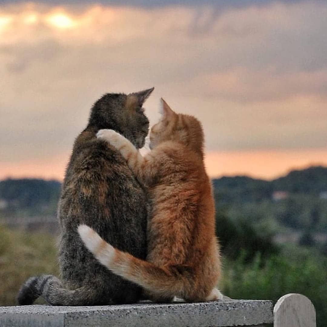 Кошки обнимашки