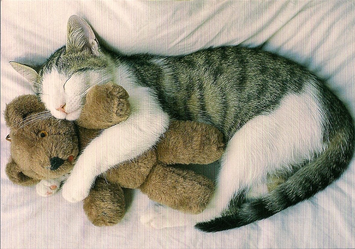 Котики нежность