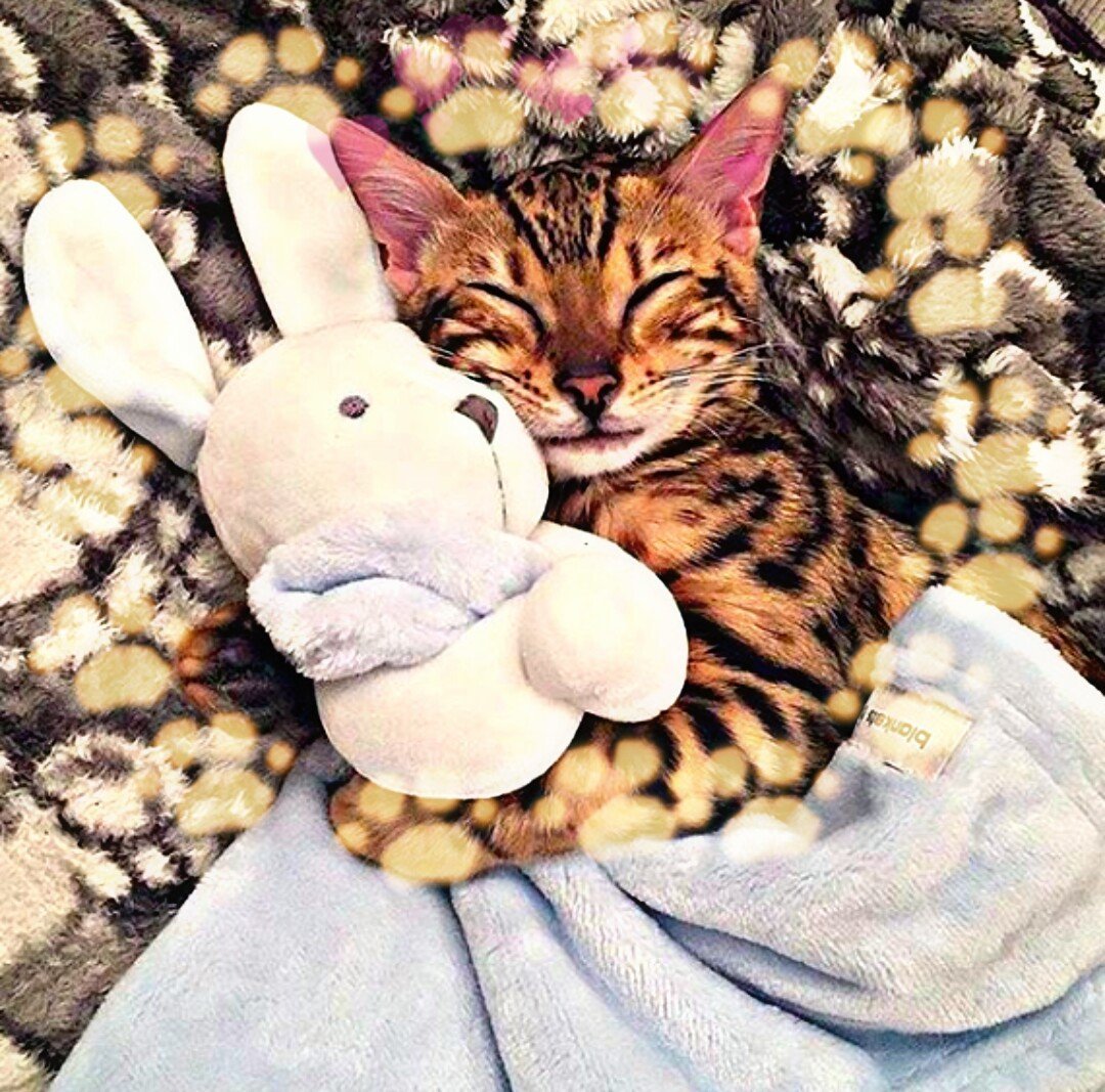 Котики обнимаются Эстетика