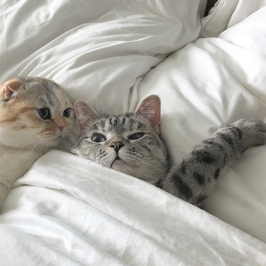 Котики обнимаются