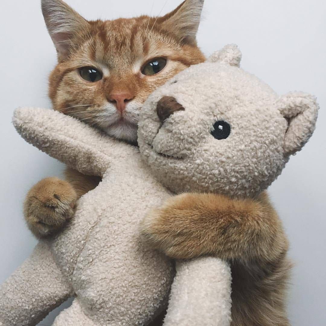 Котик спит с игрушкой