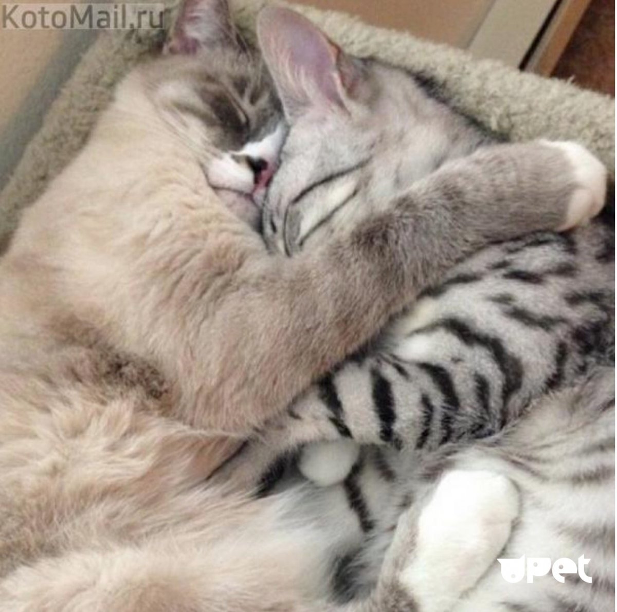 Девочка с котятами