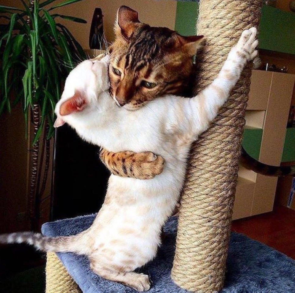 Кот обнимает