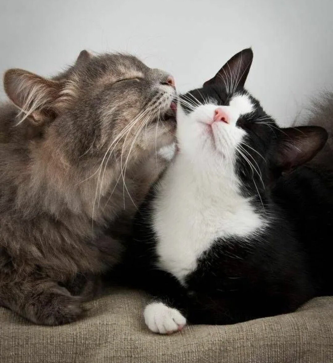 Коты спят