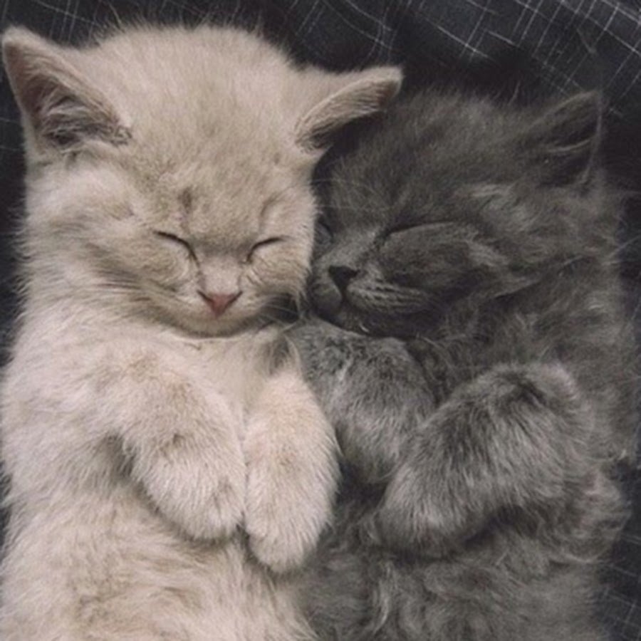 Котики обнимаются пикчи