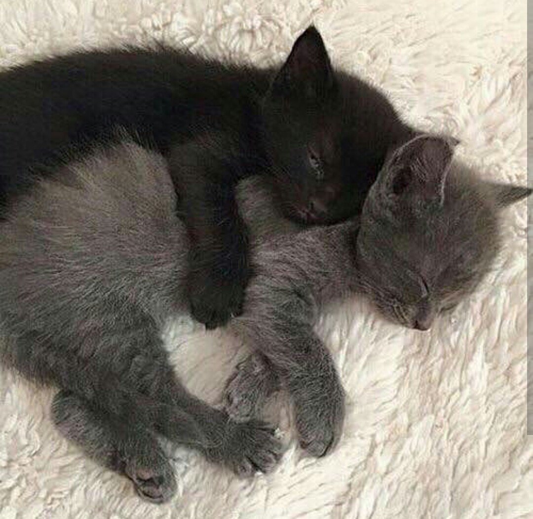 Котики утро любовь