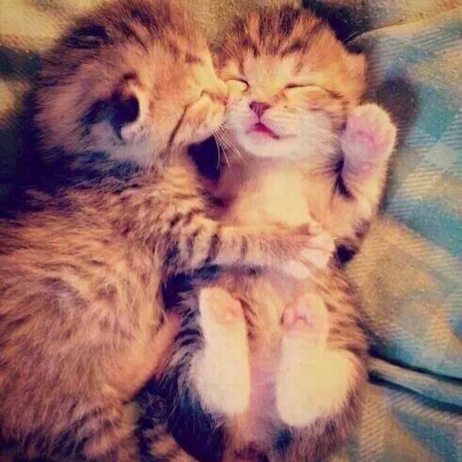 Черный и белый коты обнимаются