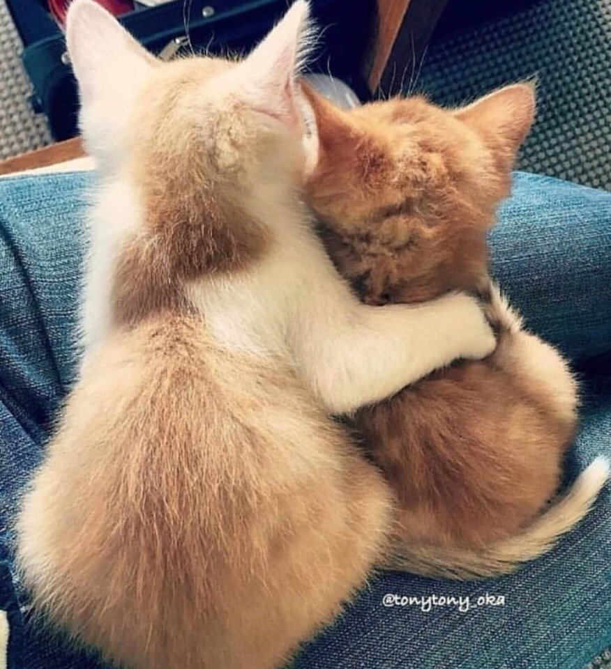 Кошачьи обнимашки