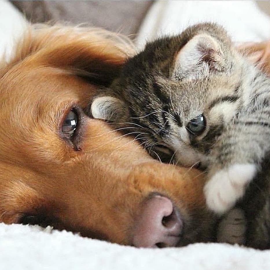 Отношения котики