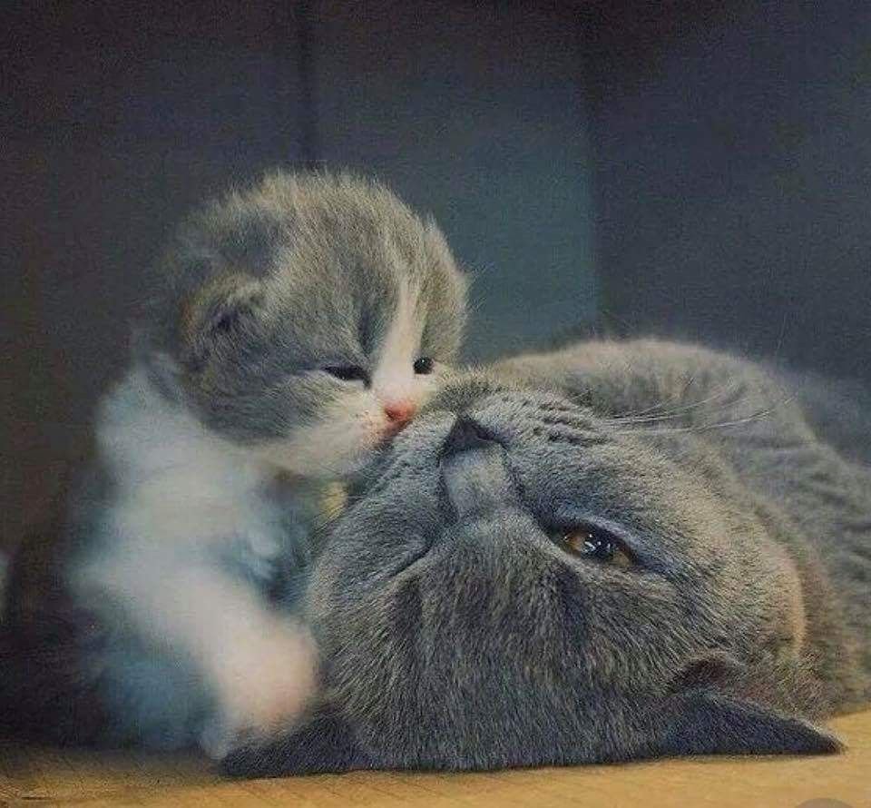 Девушка с котом