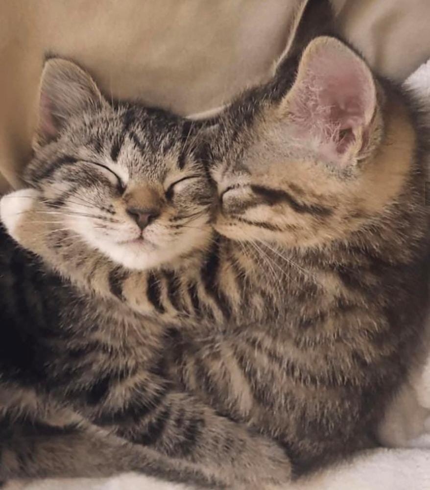 Каваи Чиби котики любовь