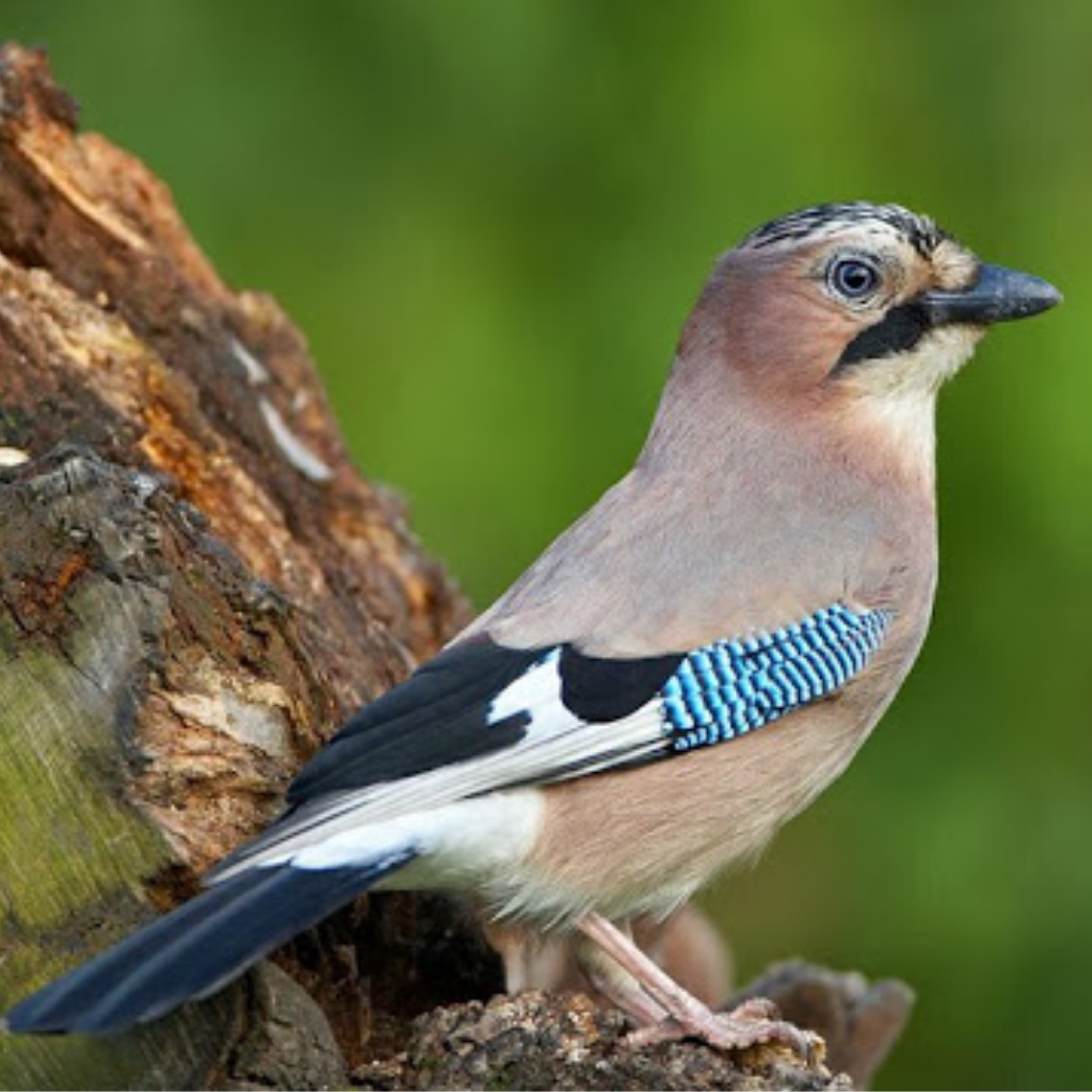 Птица Сойка Крымская