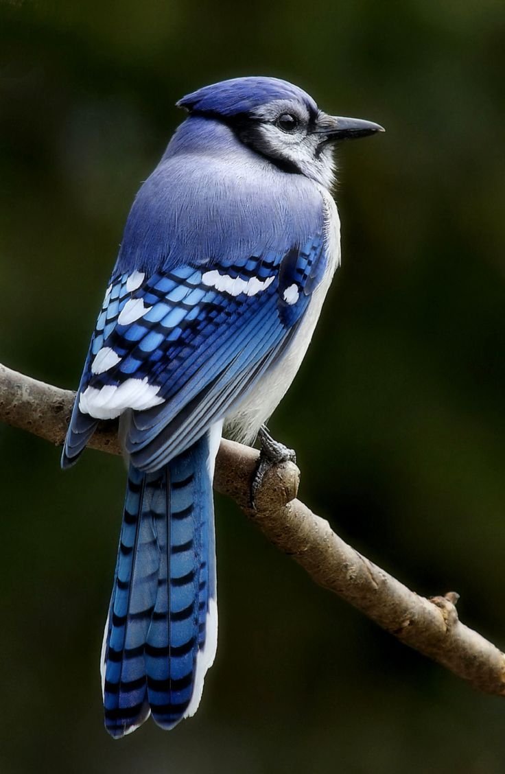 Голубая Сойка самка