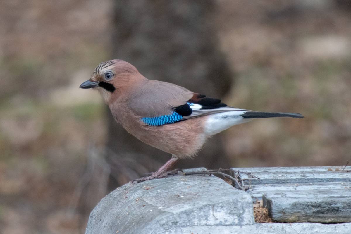 Черноголовая голубая Сойка в полете
