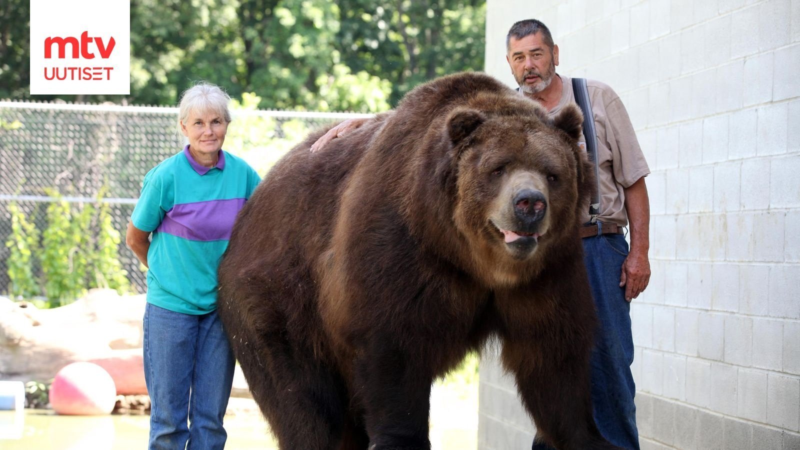 Какой медведь сильнее. Бурый медведь Кадьяк. Большой бурый медведь Кадьяк. Самый большой бурый медведь Кадьяк. Кадьяк и Гризли.