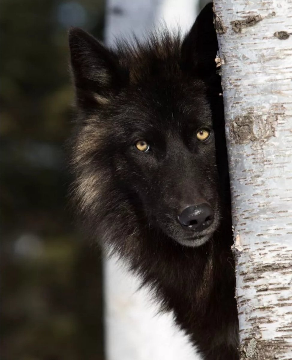 Канадский волкособ вольфхунд