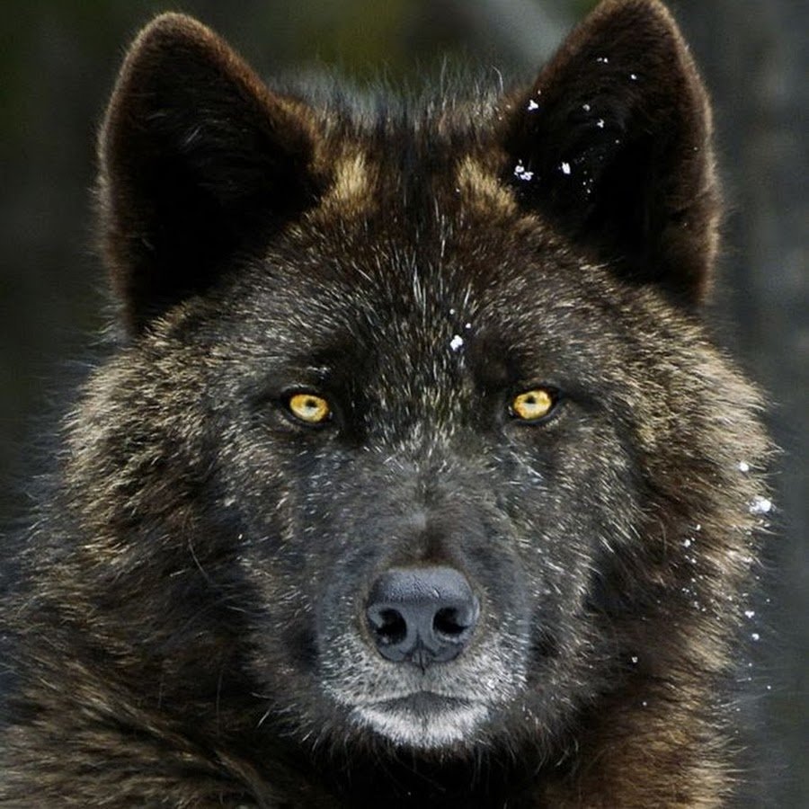 Волкособ Вульф черный