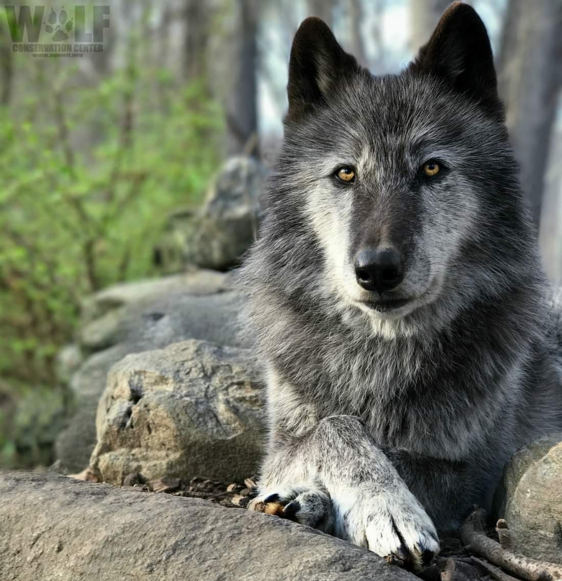 Чёрный канадский волкособ