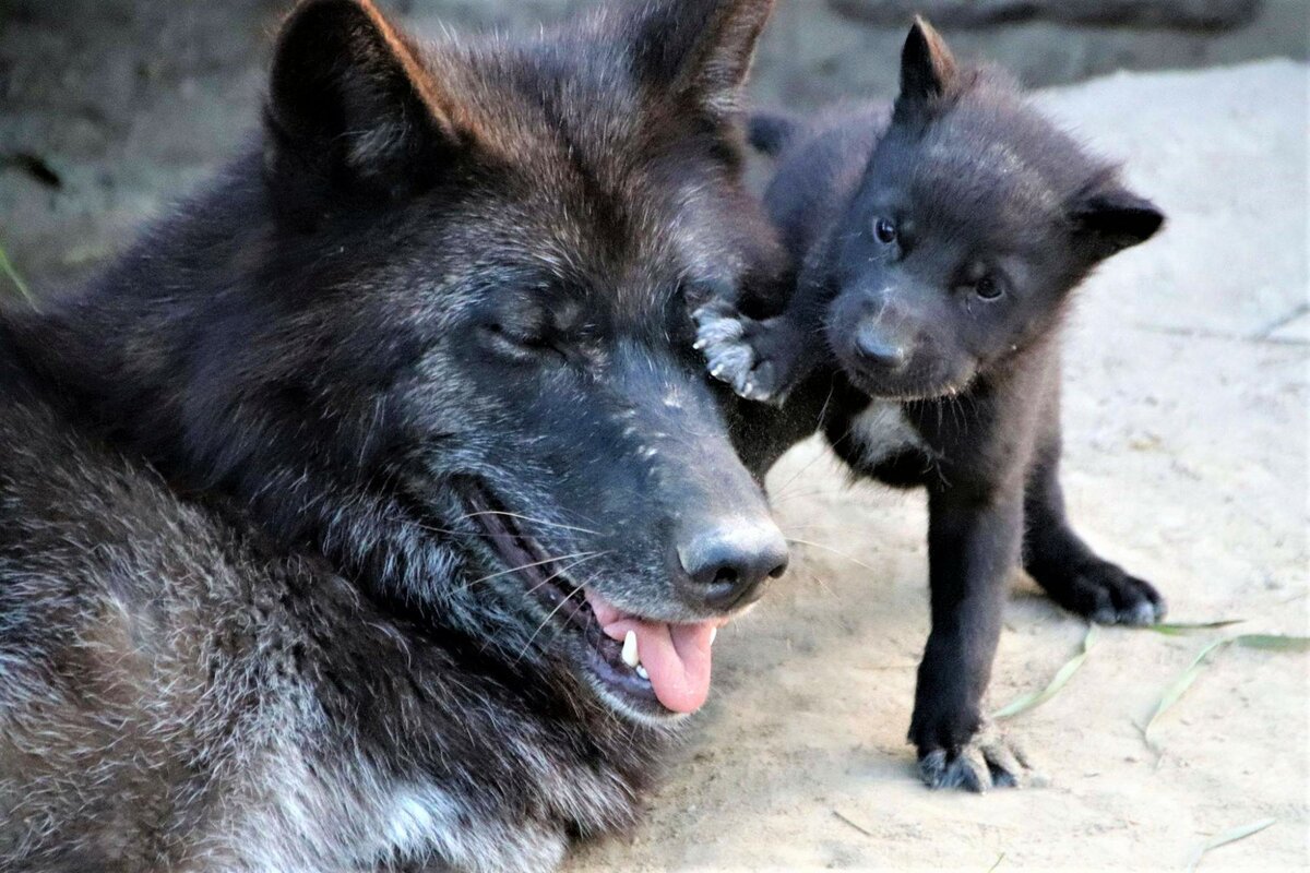 Канадский маламут вольфхунд