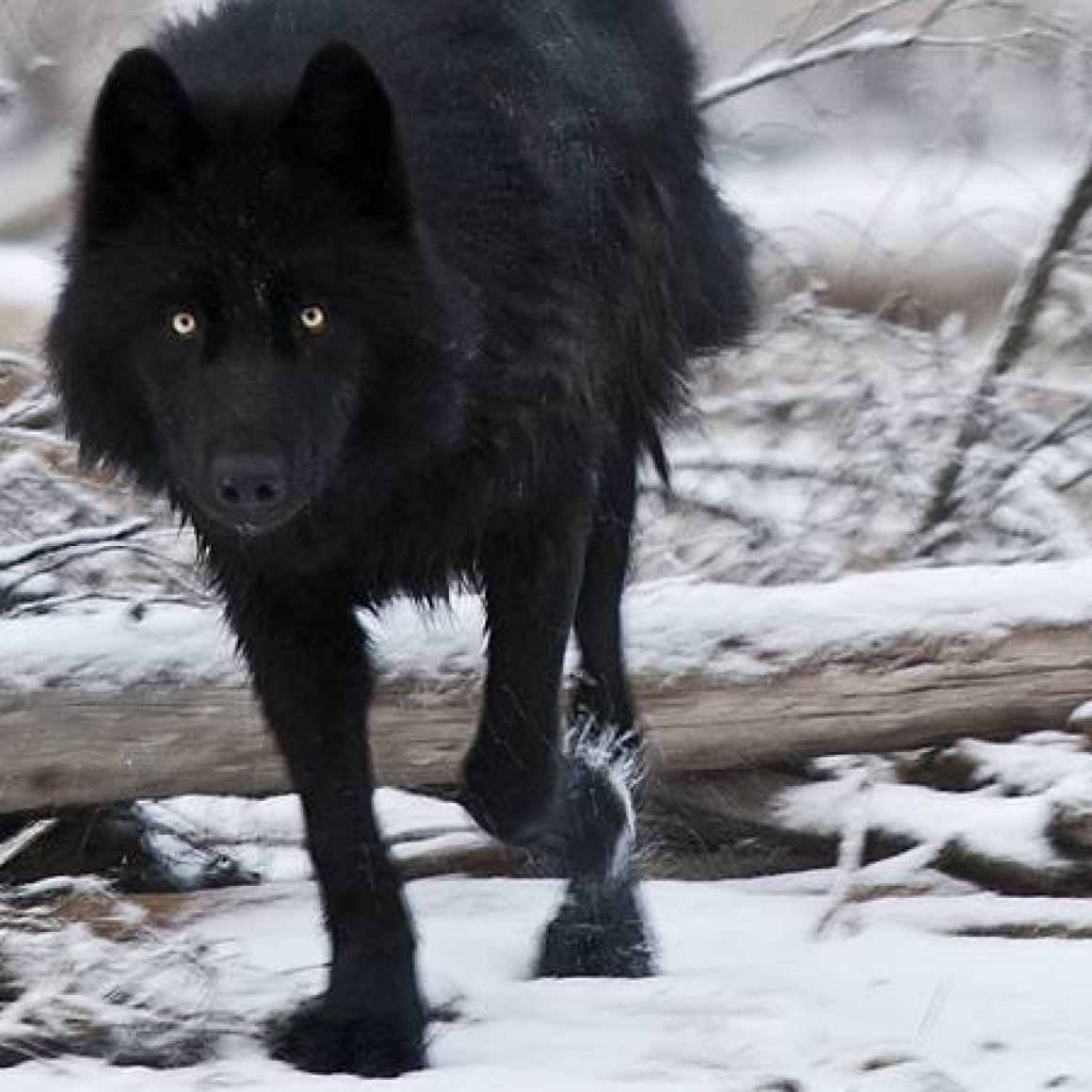 Волкособ канадский черный волк