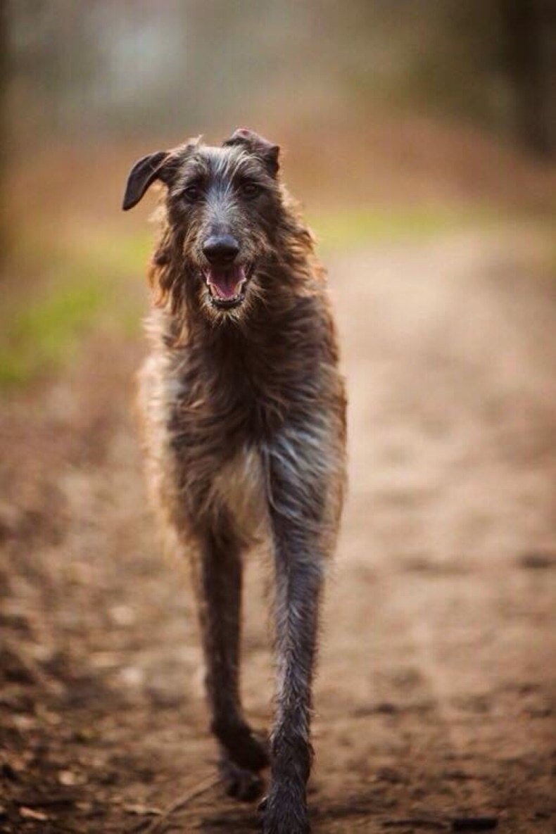 Дирхаунд с волками