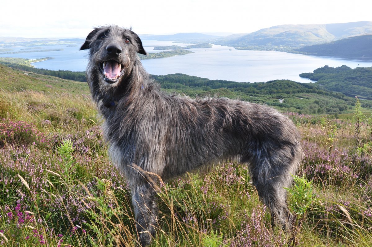 Дирхаунд собака