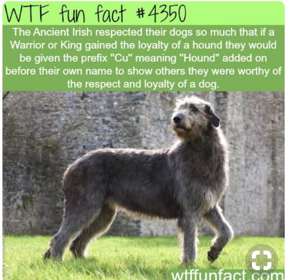 Собаки породы ирландский волкодав