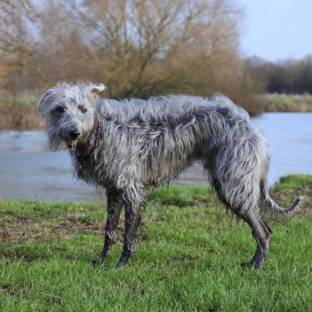 Дирхаунд и ирландский волкодав