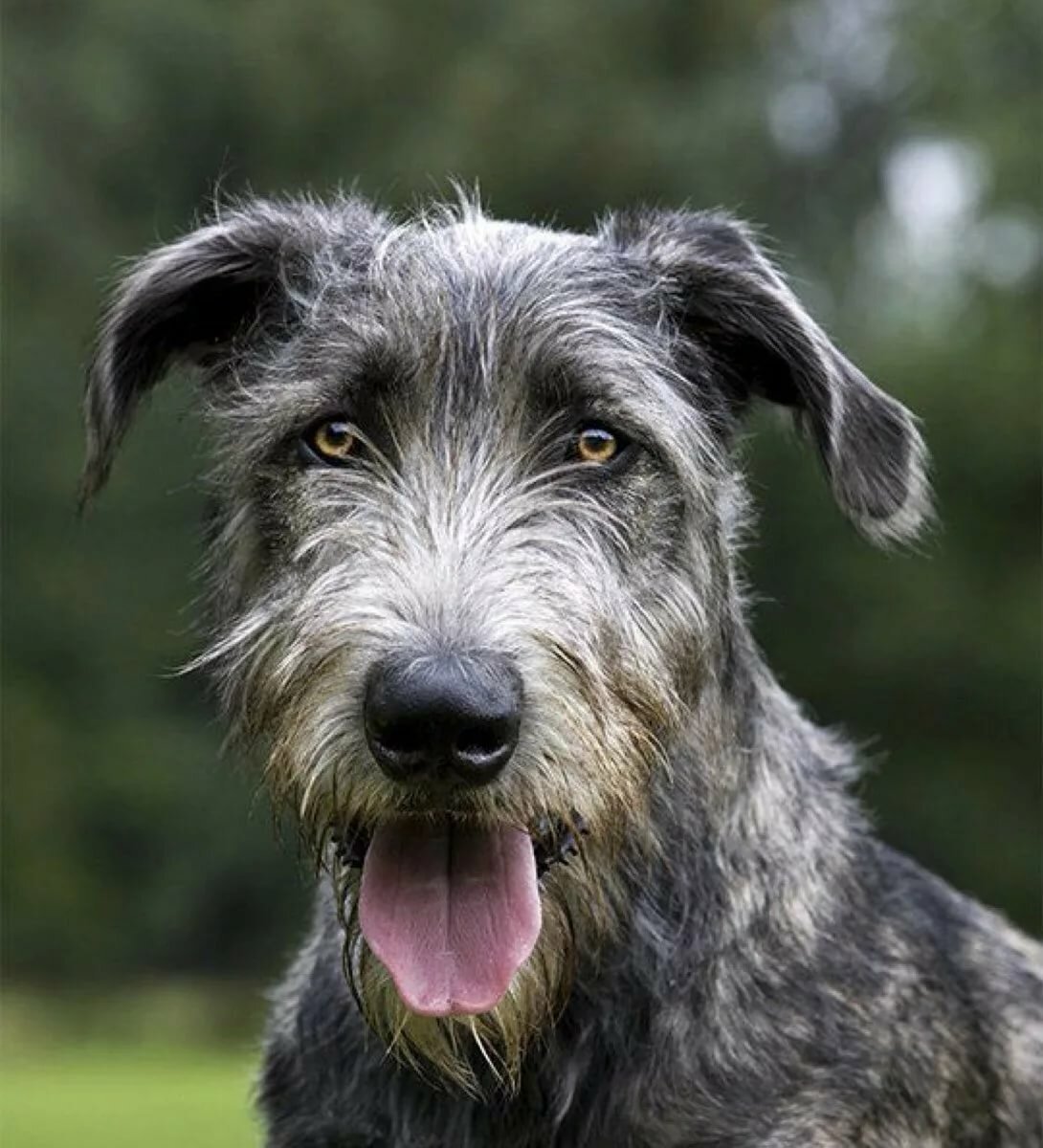 Ирландский волкодав