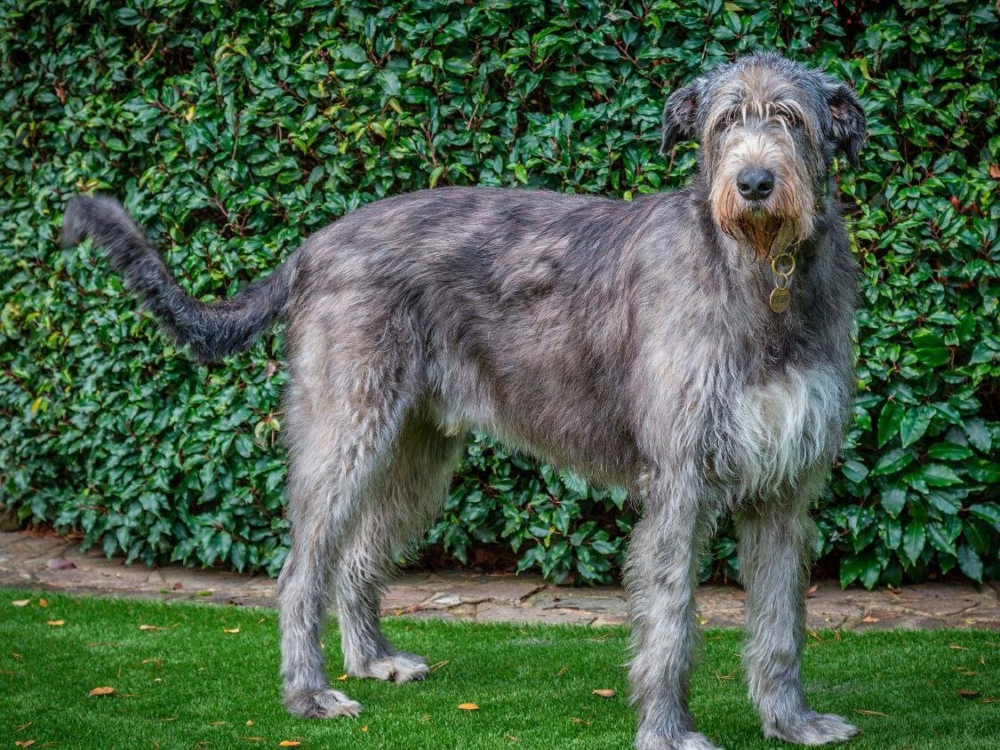 Карликовый ирландский волкодав