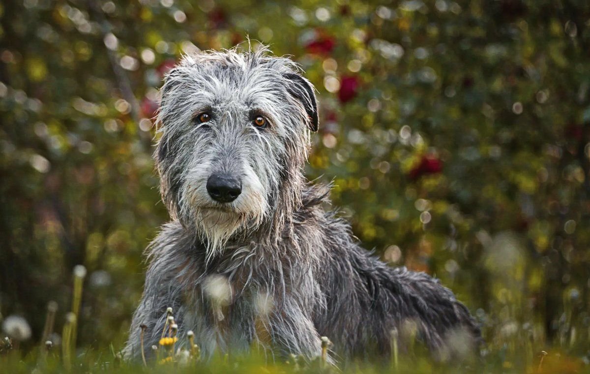 Ирландский волкодав Цвергшнауцер