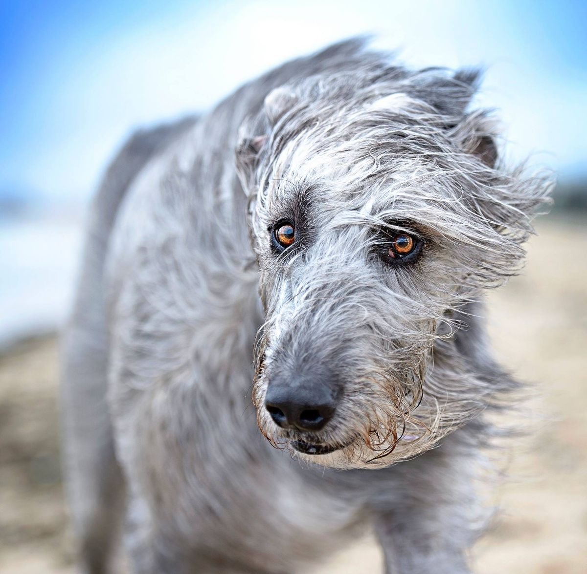 Перуанский волкодав