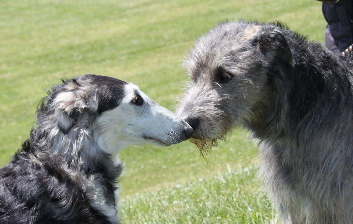 Шотландский Дирхаунд
