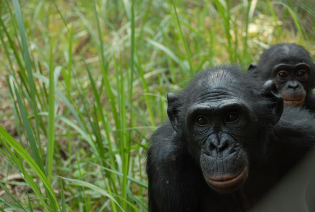 Карликовый шимпанзе 6. Шимпанзе бонобо. Карликовые шимпанзе бонобо. Бонобо детеныш. Шимпанзе бонобо рост.