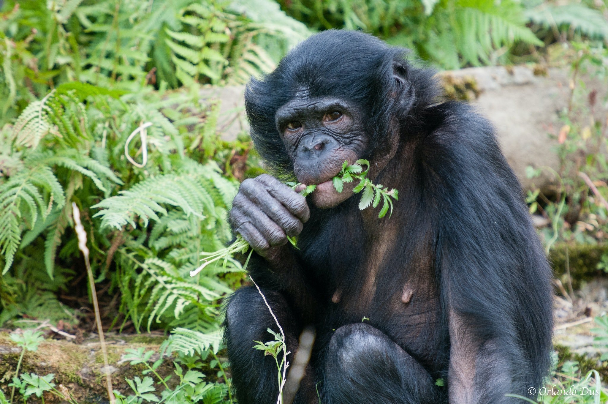 Карликовый шимпанзе 6. Шимпанзе бонобо. Карликовые шимпанзе бонобо. Самка бонобо. Шимпанзе обыкновенный и бонобо.