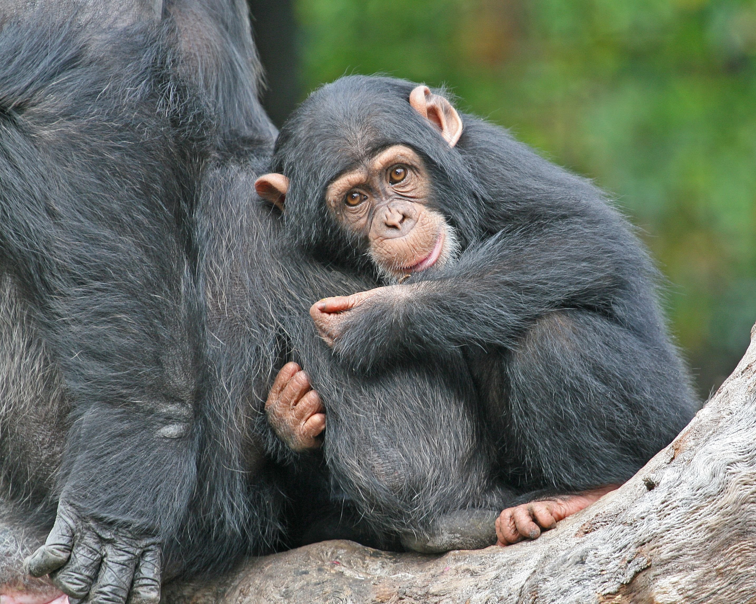 Забавный шимпанзе как правильно. Шимпанзе. Карликовый шимпанзе. Шимпанзе род. Детеныш шимпанзе.