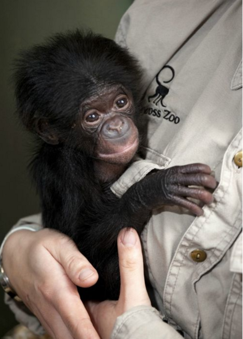 Карликовый шимпанзе 6. Шимпанзе бонобо. Карликовые шимпанзе бонобо. Шимпанзе бонобо самки. Шимпанзе бонобо с детенышем.