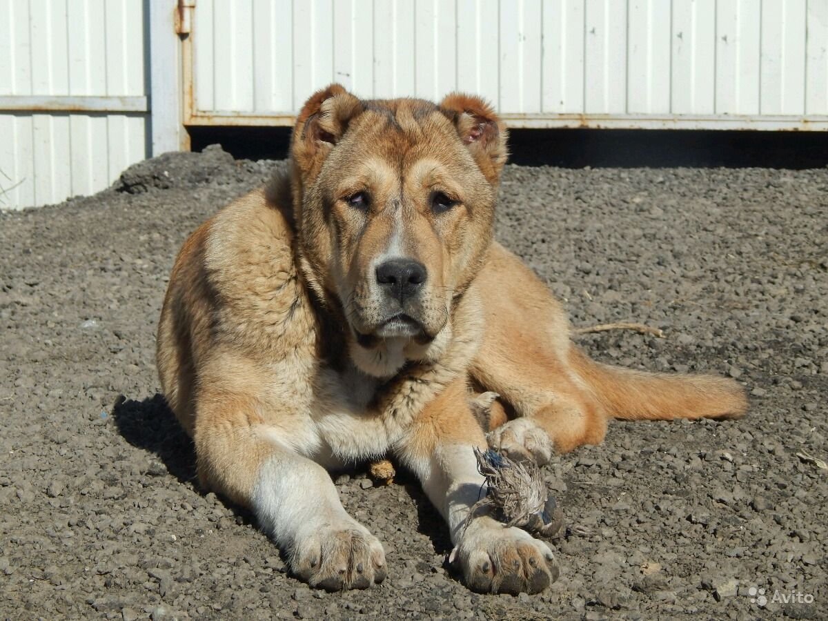 Белый алабай с некупированными ушами