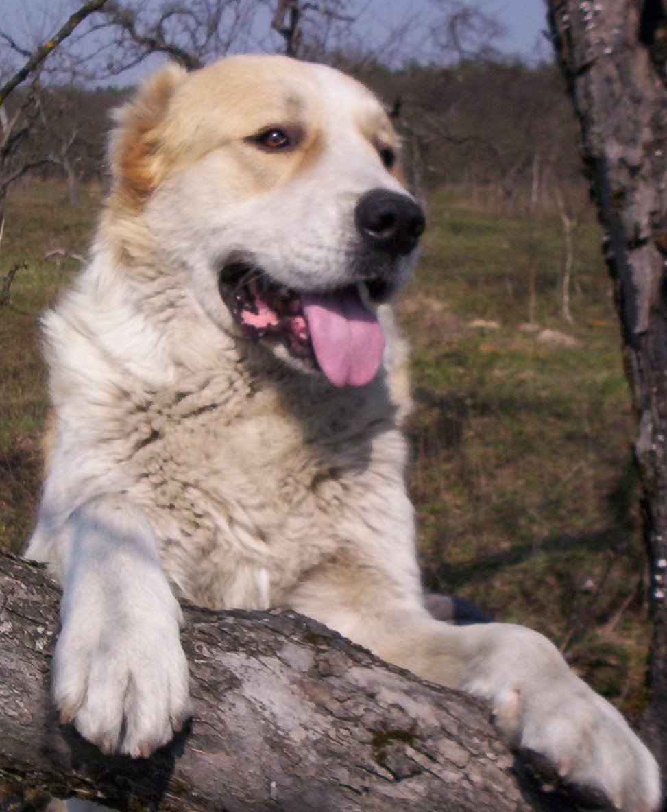 Алабай собака рыжий