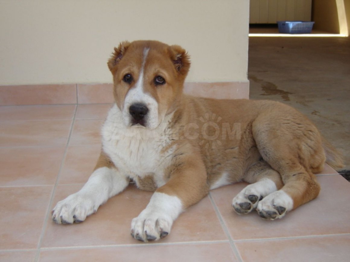 Среднеазиатская овчарка волкодав