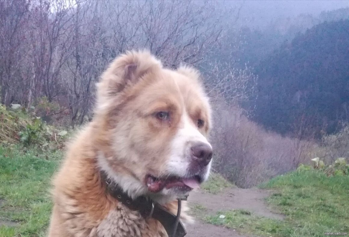 Алабай с некупированными ушами