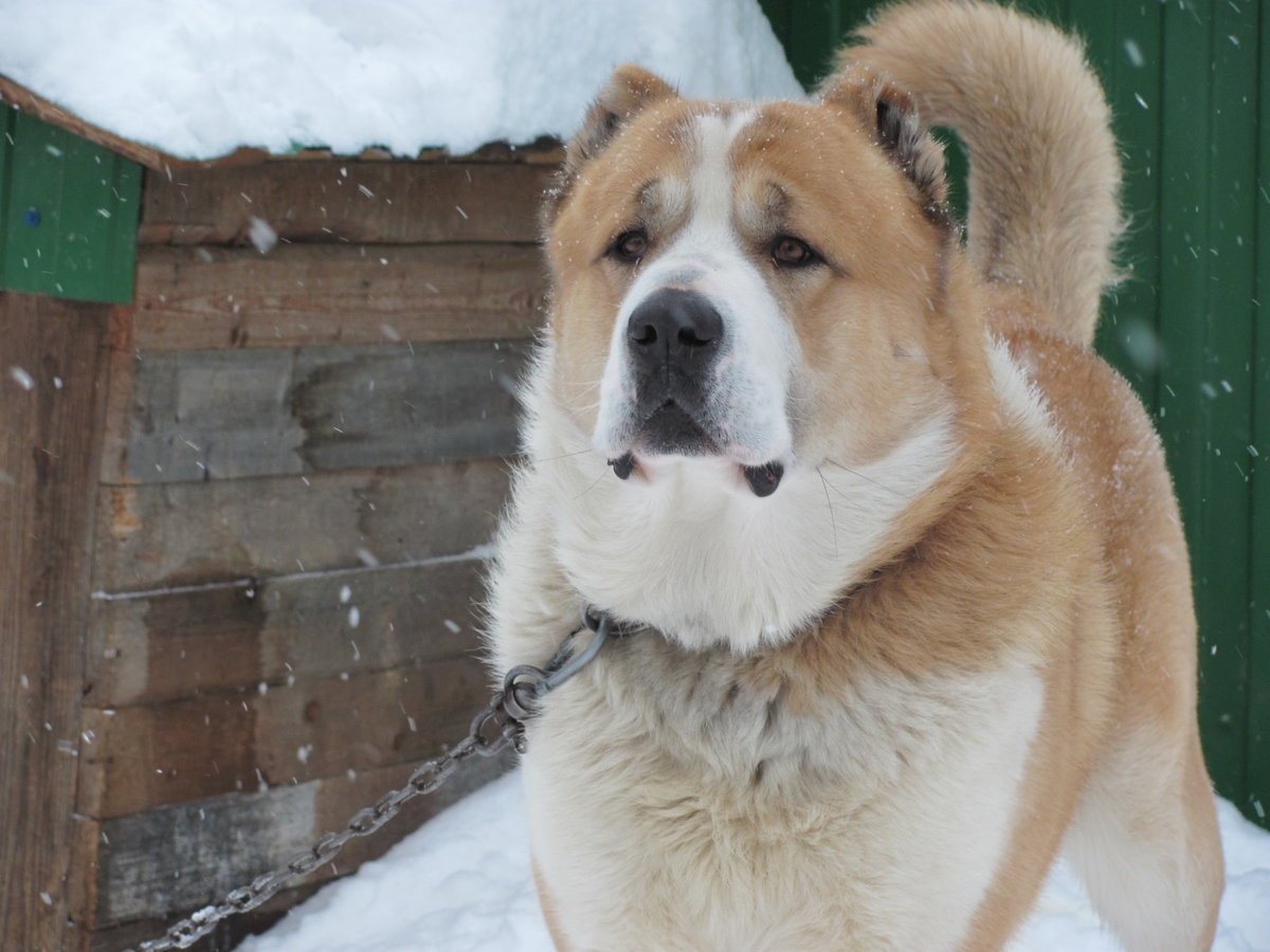 Среднеазиатская овчарка алабай черный
