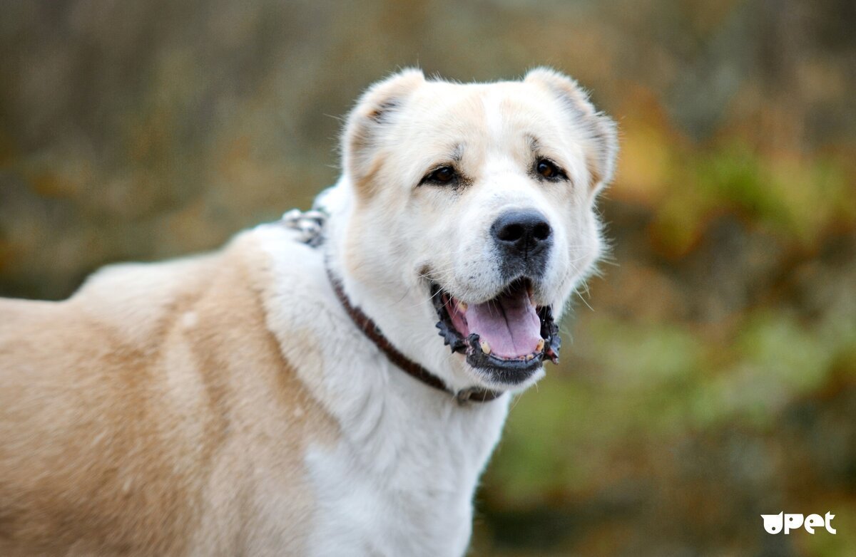 Алабай морда