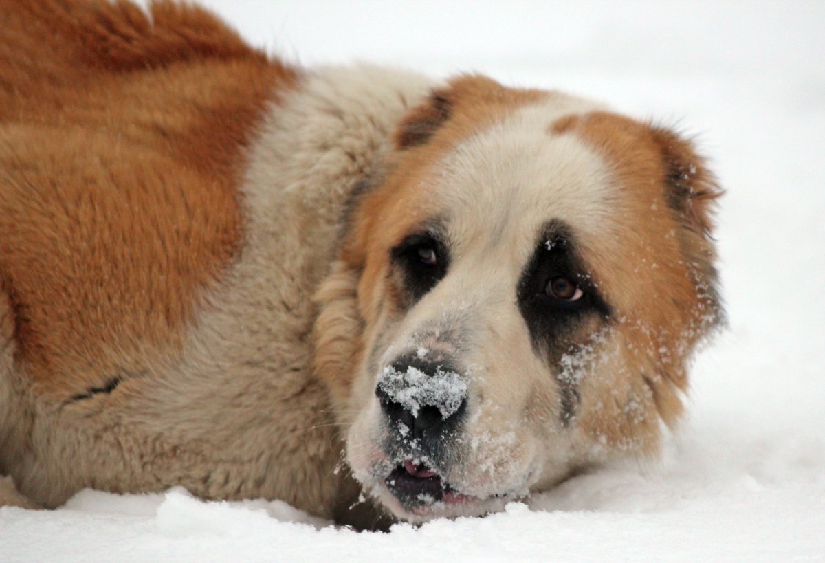 Среднеазиатская овчарка