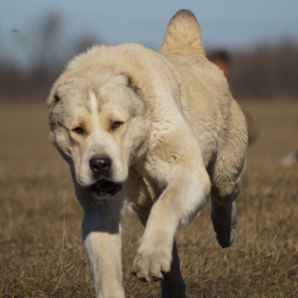 Среднеазиатская овчарка алабай тигровый