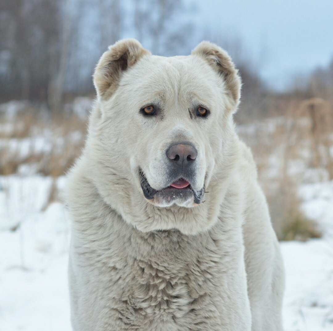 Алабай и кот