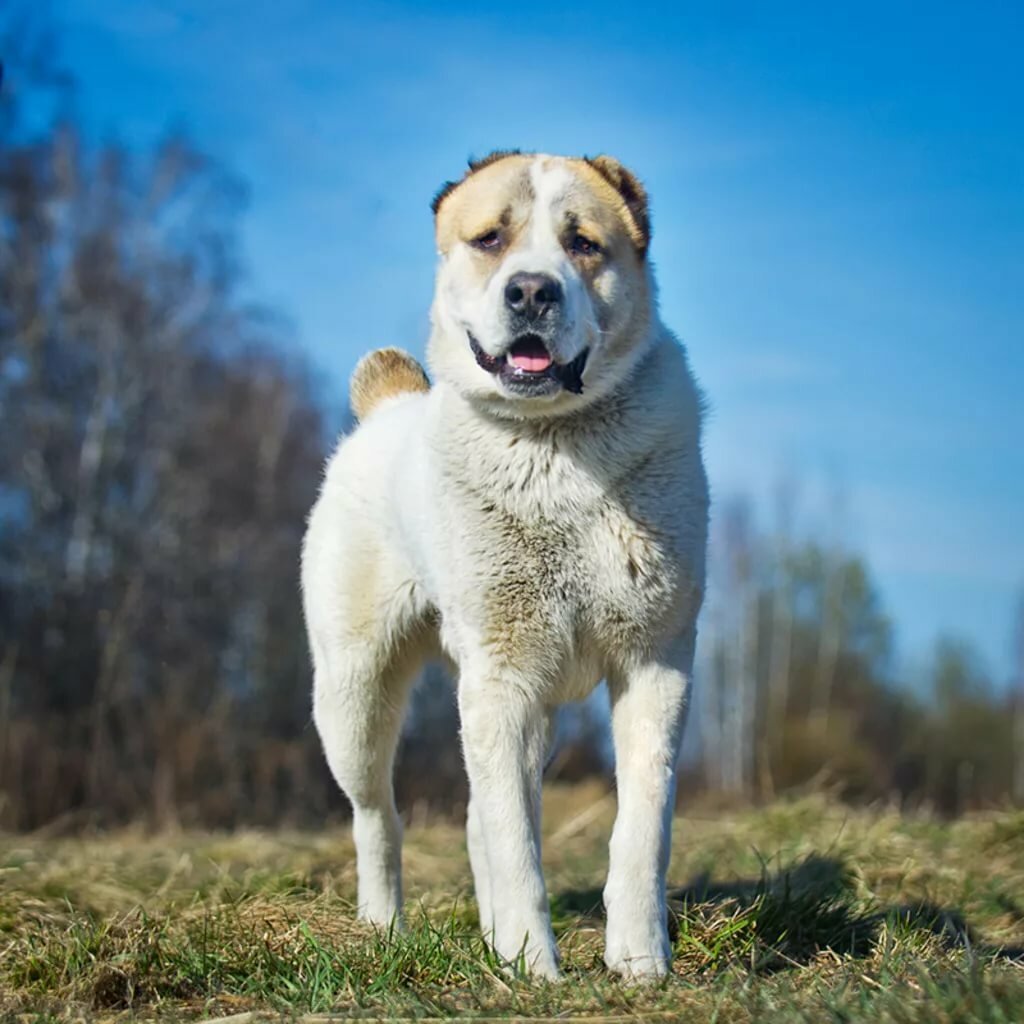 Среднеазиатская овчарка бульдозер