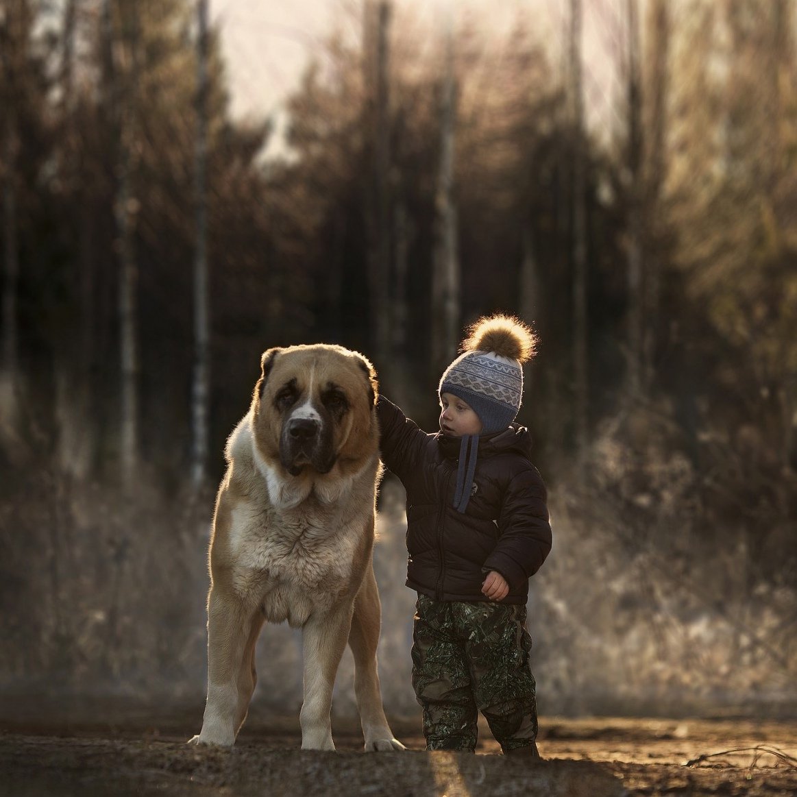 Алиментный пёс среднеазиатской овчарки