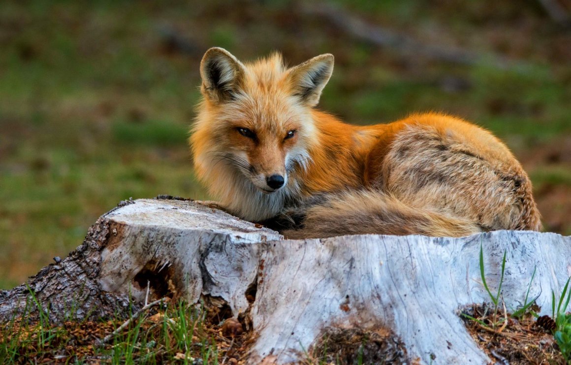 Лиса, Лисонька, Лисичка, Лисий