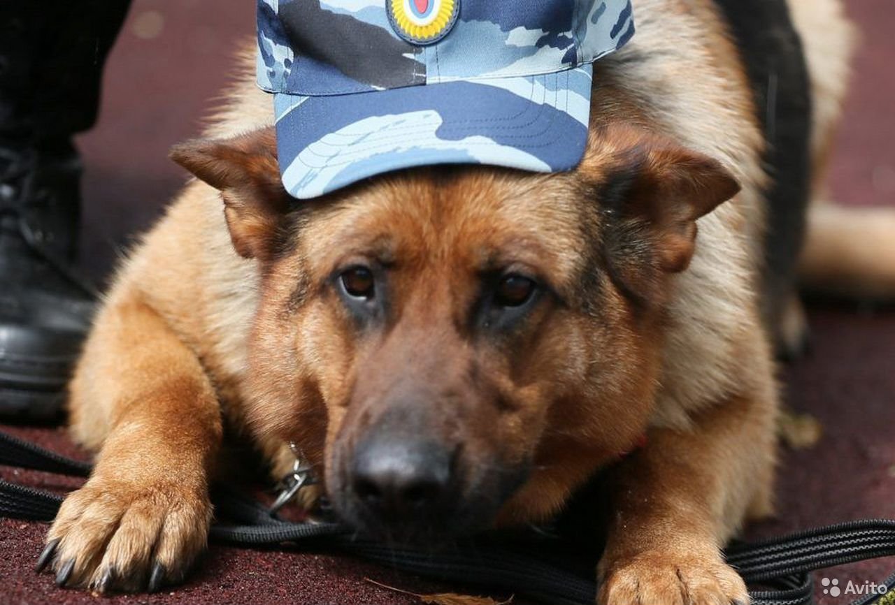 Кинологическая служба россии. Кинолог с собакой. Служебные собаки. Полицейский с собакой. Служебные собаки в полиции.